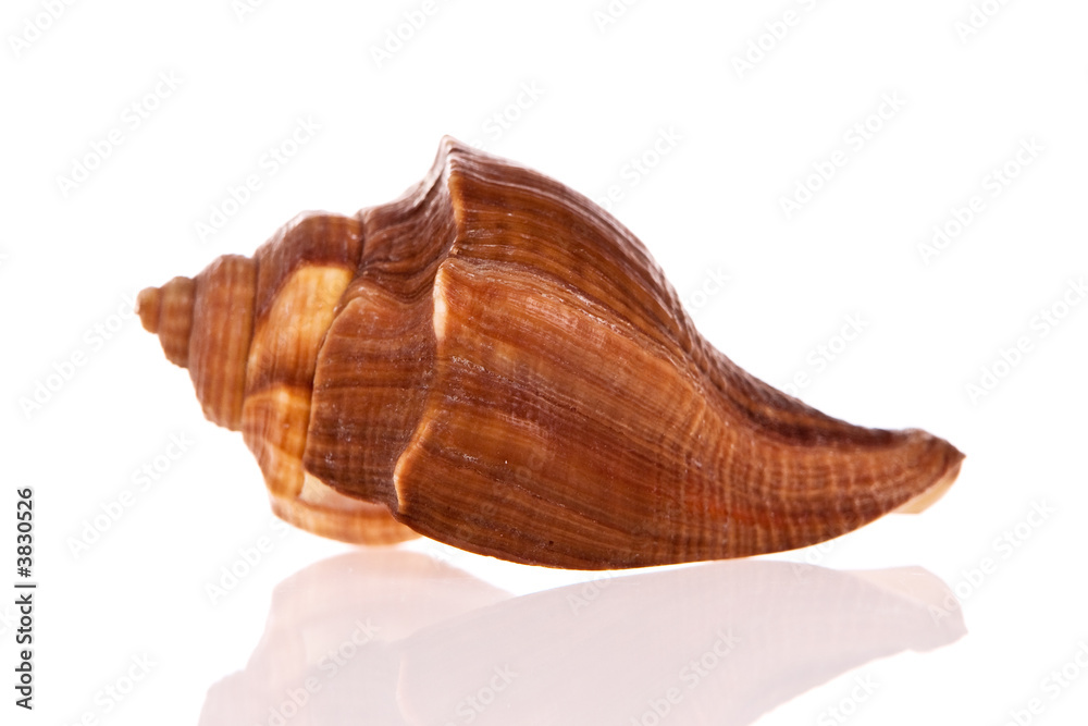 Seashell isolated on white background Seashell isolated on white background