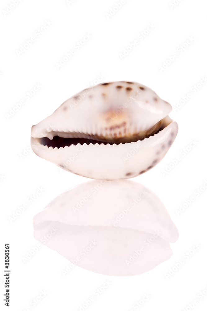 Seashell isolated on white background Seashell isolated on white background