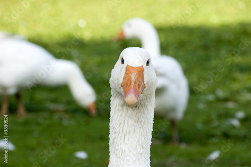 Foto White domestic goose