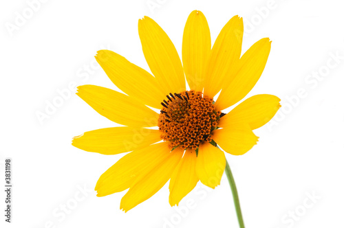 Yellow flower on isolated