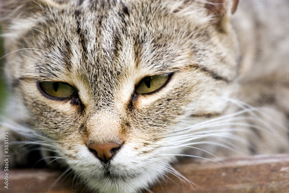 Cat Cat