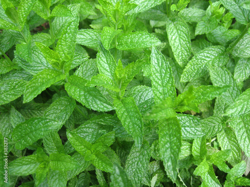 Menthe verte