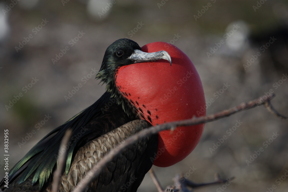 Fototapeta premium Fregattvogel auf den Galapagos