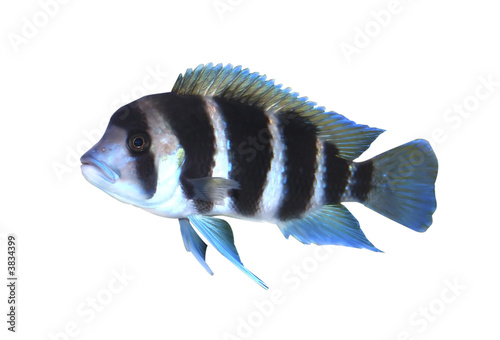 Frontosa fish in aquarium