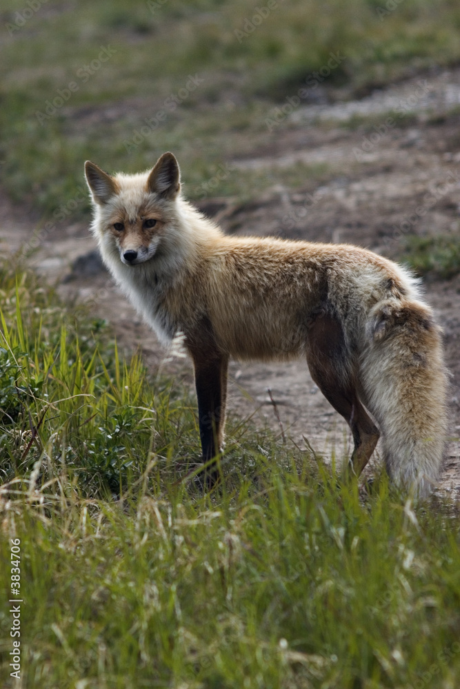 Wild fox being alert of photographer's activity Wild fox being alert of photographer's activity
