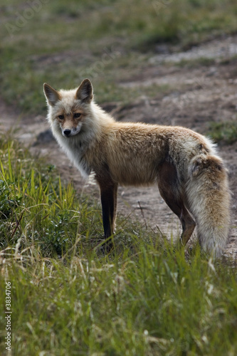 Wild fox being alert of photographer's activity © Roman Krochuk