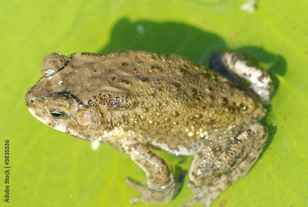 small frog sitting on the leaf small frog sitting on the leaf