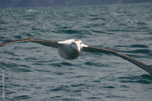Albatross