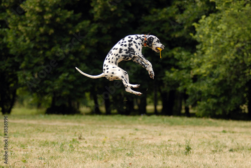 pure breed dalmatian jumping   with a ball