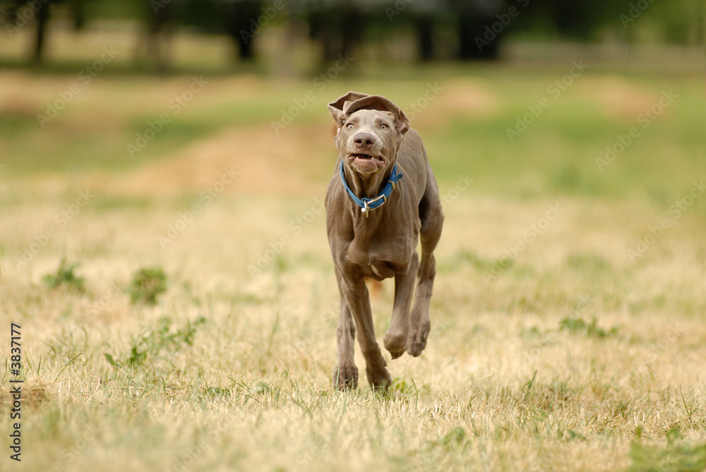 Shorthaired german pointer running in the forest