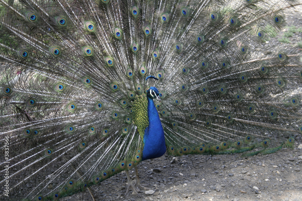 Obraz premium peacok