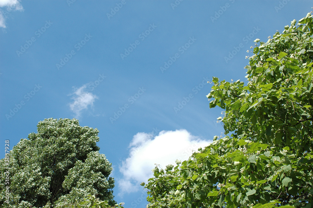 Obraz premium wood (forest) and sky