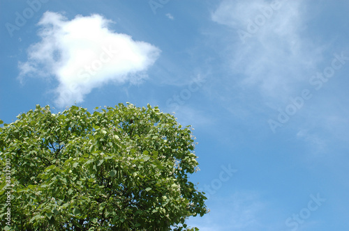 wood  forest  and sky