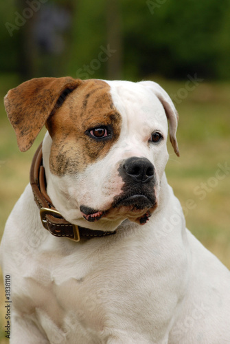 Portrait of American bulldog in a field