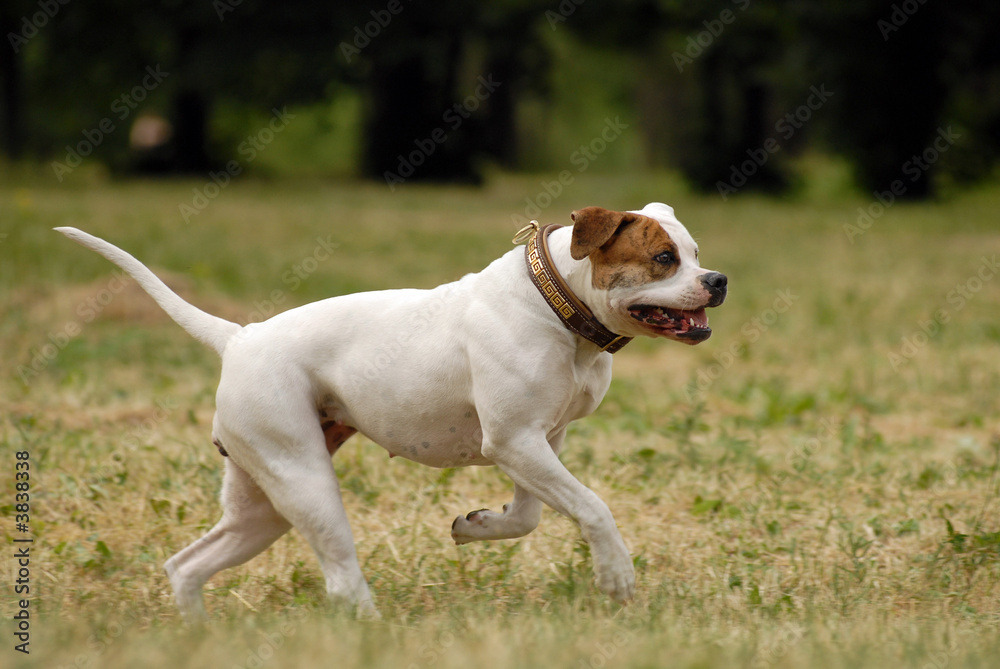 American Bulldog runing in tht forest American Bulldog runing in tht forest