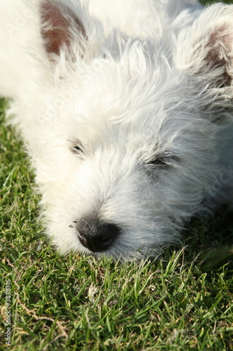 snoozing westhighland terrier