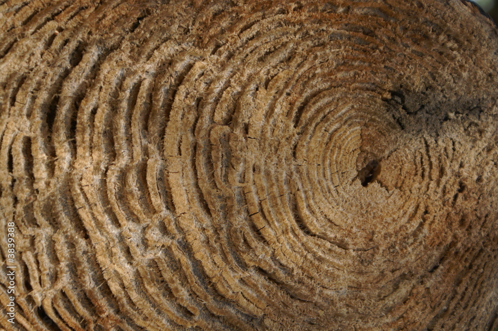 Apprendre la vie grâce à un tronc d'arbre