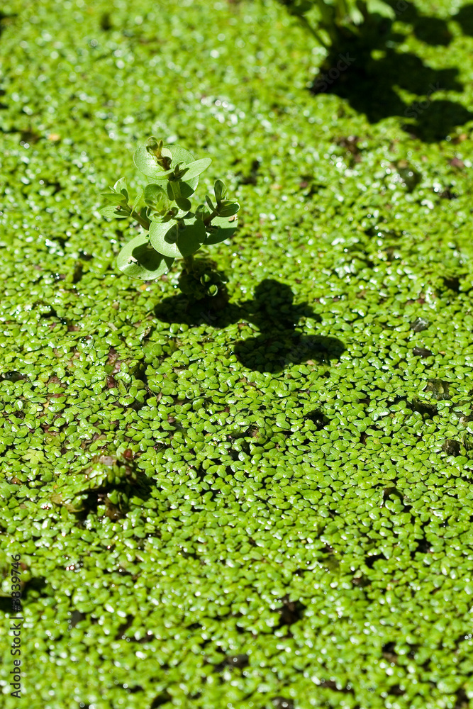 small plant on on top of the lake small plant on on top of the lake