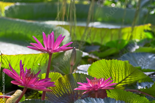 Jardin Tropical