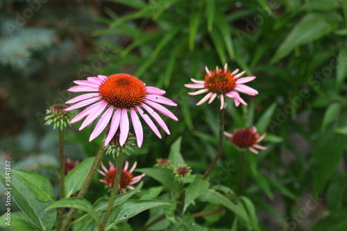 Cone Flower