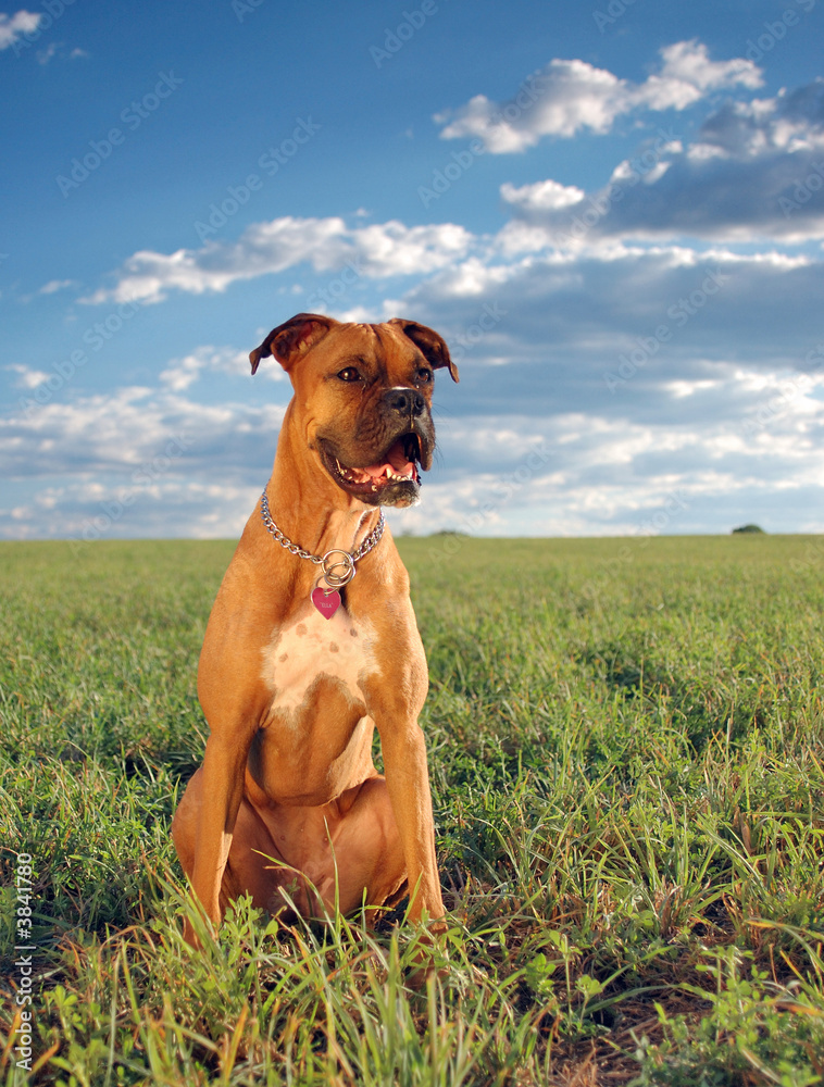 Boxer in the meadow.