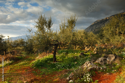 Landscape with olive trees in Greece, after a rain storm