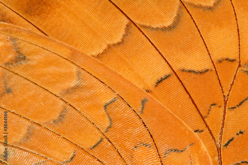 Fototapeta premium butterfly wing extreme closeup
