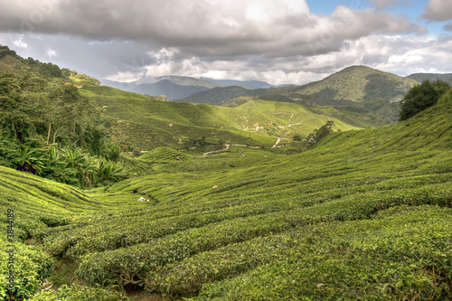 cameron tea plantations © Stéphane Bidouze
