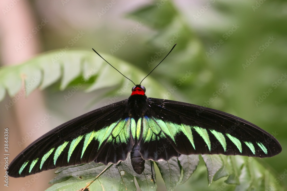 Naklejka premium large butterfly (Trogonoptera brookiana)