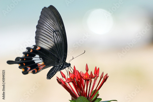 Fotografija vibrating butterfly 2