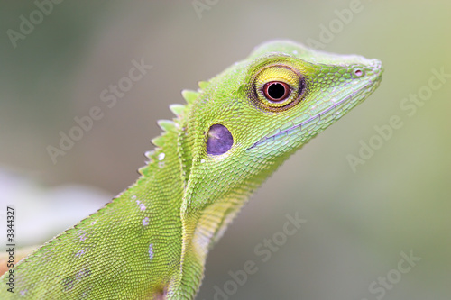 Green crested Lizard (Bronchocela cristatella)
