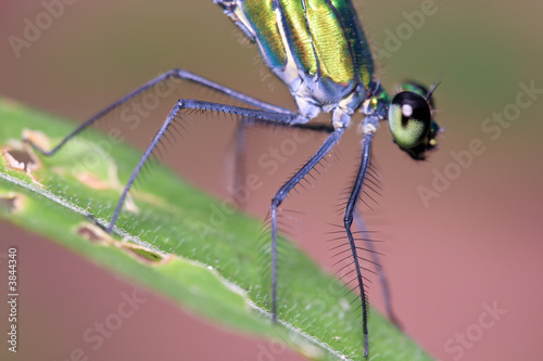 dragonfly closeup (Ischnura species) © Stéphane Bidouze