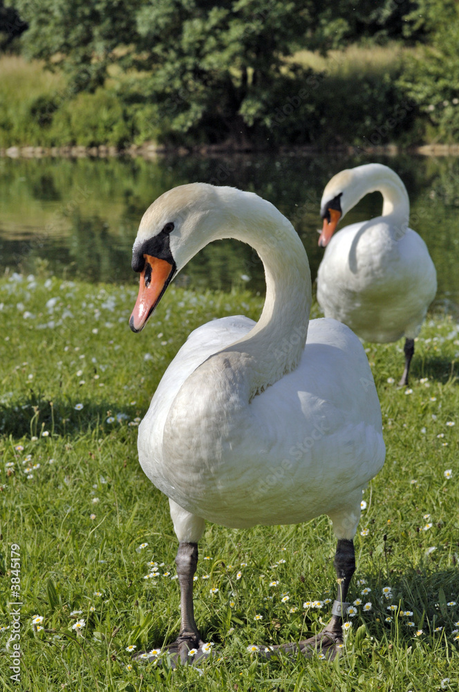 Obraz premium Schwan