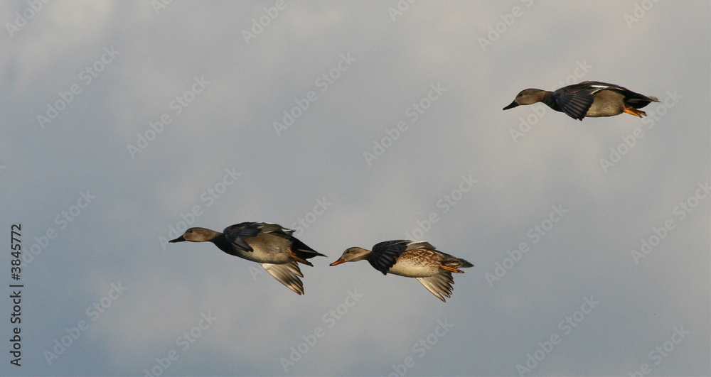 Obraz premium Three Ducks in Flight