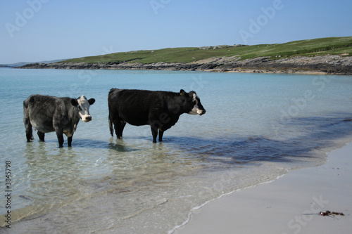 two cows standing © Stephen Finn