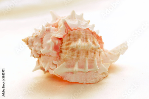 spiky conch