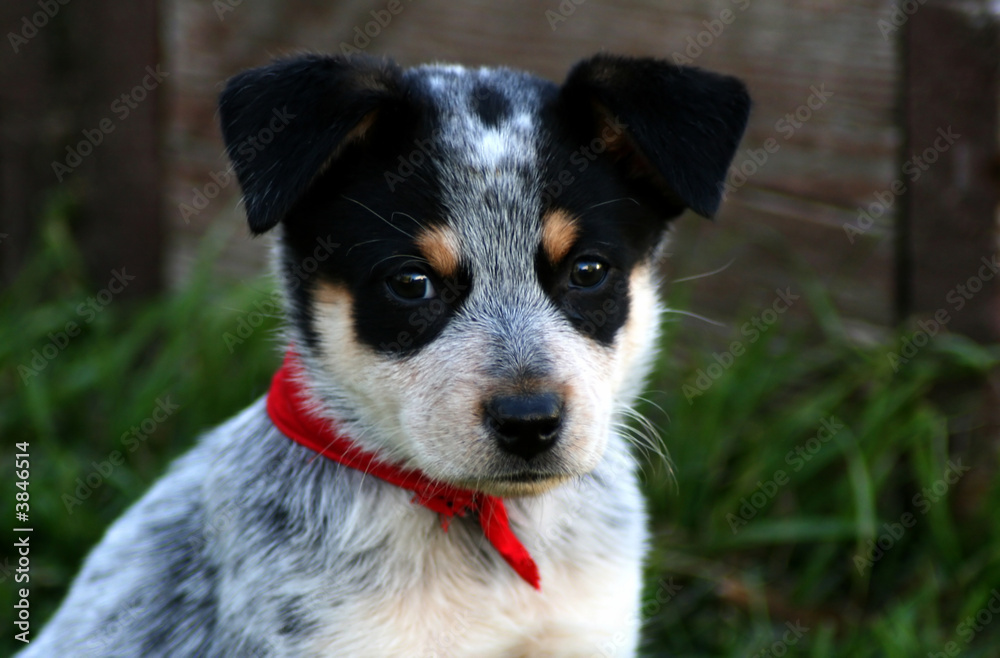 Heeler Pup 5 Heeler Pup 5