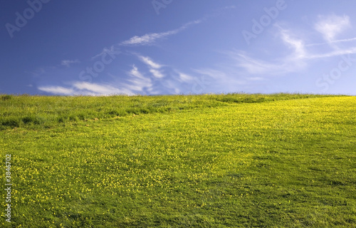 Green empty field with yellow flowers