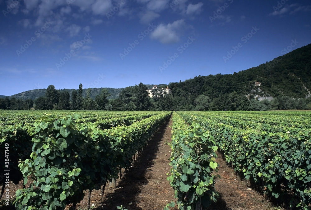 vineyard parnac lot valley midi pyrenees 