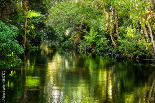A magnificent rainforest creek