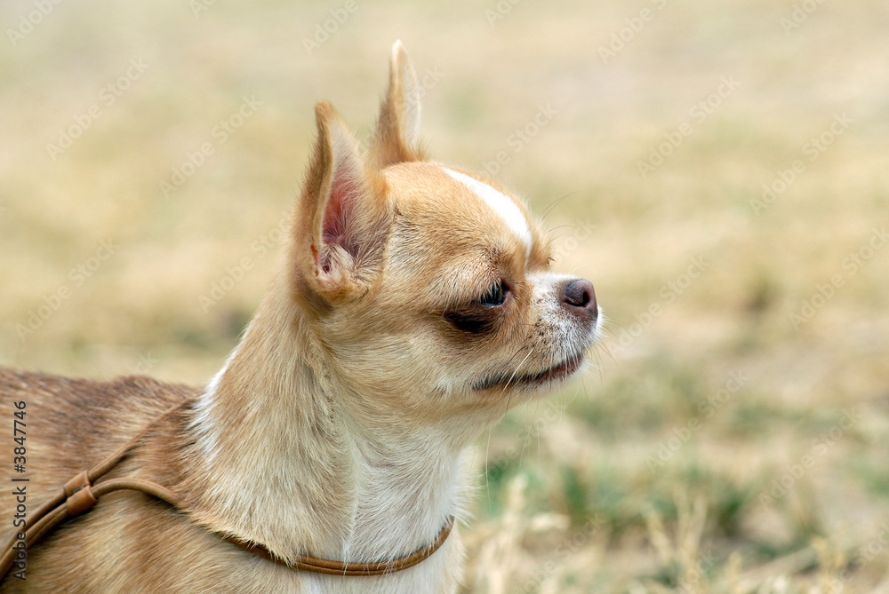 Young fawn colored chihuahua portrait