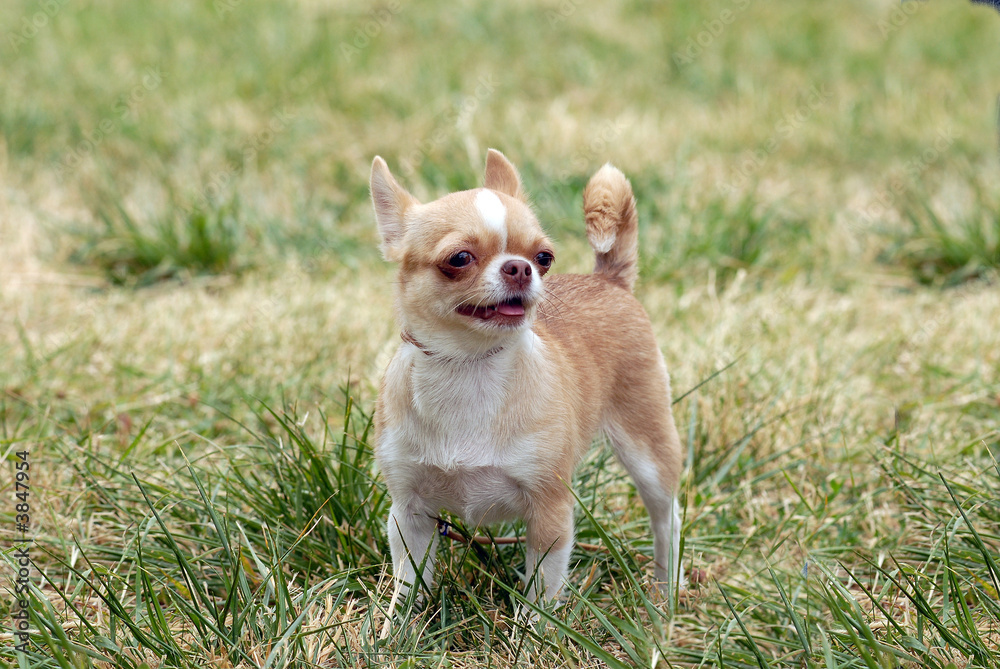    Short-Haired Chihuahua in the grass