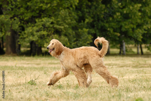 Pure breed afghan hound runing photo