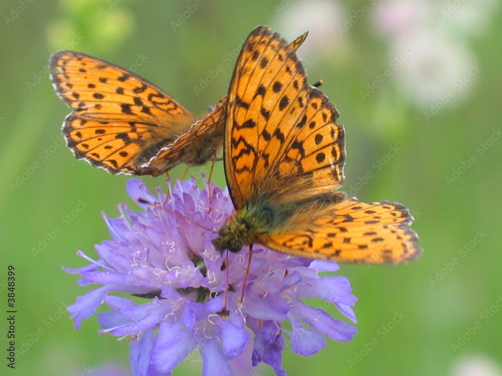 Schmetterlinge Schmetterlinge