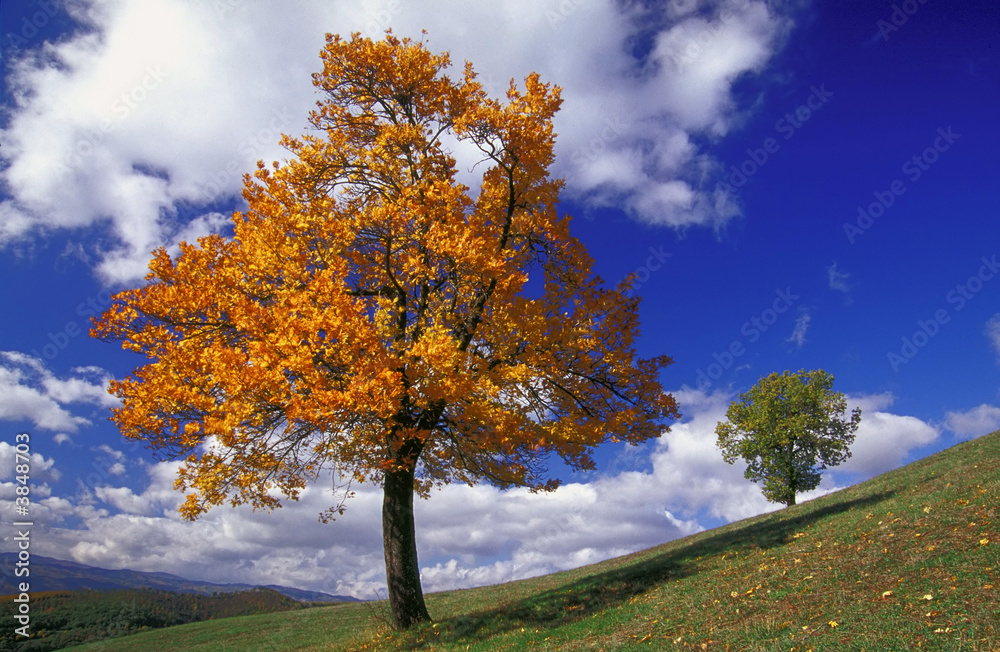 Naklejka premium sorbo e quercia in autunno