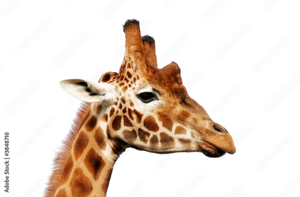 Head of a handsome giraffe, isolated on white background. Head of a handsome giraffe, isolated on white background.