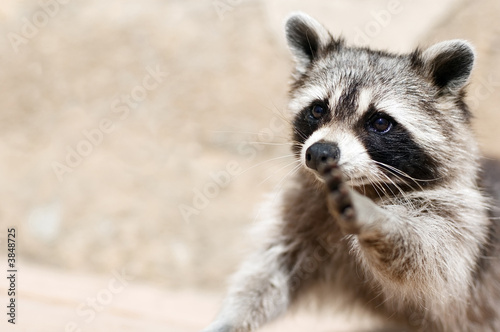 Photography a raccoon wishing to make true friends