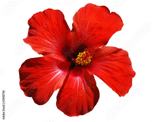 Konstfotografi Hibiscus blossom - isolated flower on a white