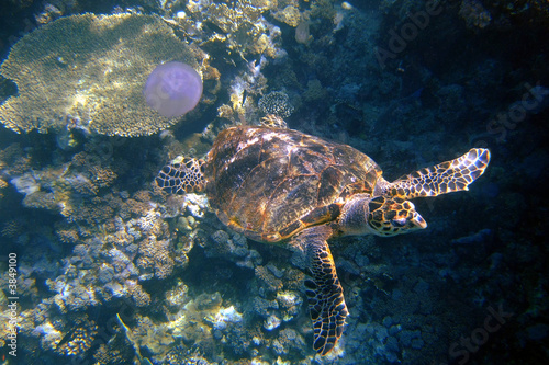 Sea Turtle