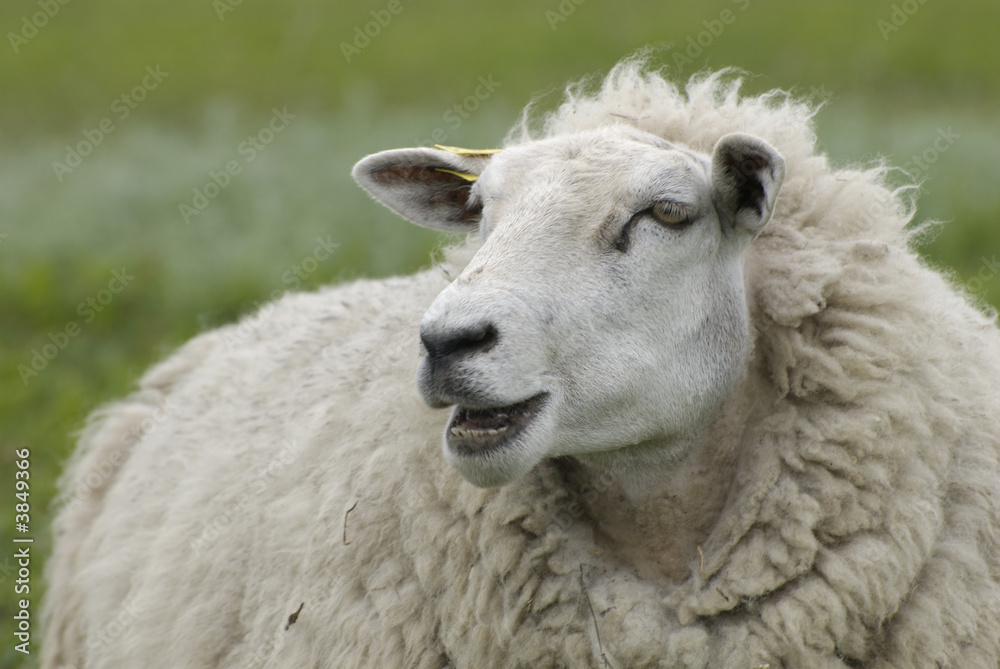 Naklejka premium a portret of a cute sheep